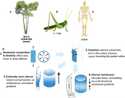 Prospective Design, Rapid Prototyping, and Testing of Smart Dressings, Drug Delivery Patches, and Replacement Body Parts Using Microscopy Aided Design and ManufacturE (MADAME)